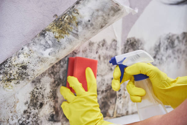 Best Mold Removal for HVAC Installations  in Steep Falls, ME